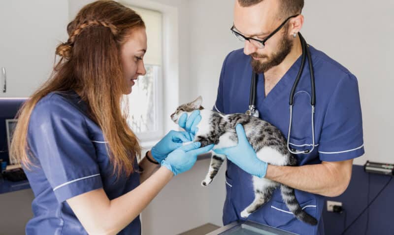 Services Summit Veterinary Hospital College Station Texas