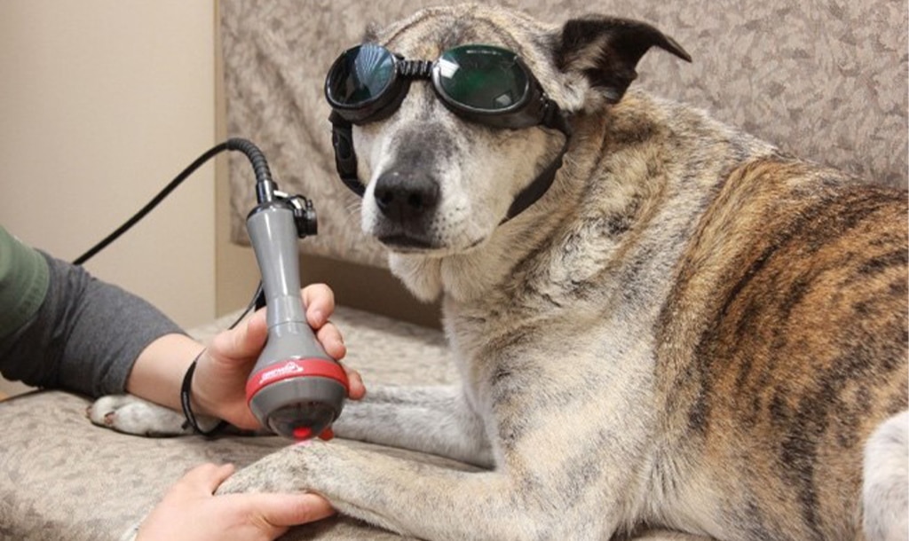 Laser Therapy Summit Vet